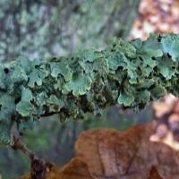 Parmelia sp. lichen
