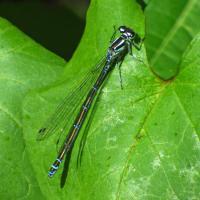 blue tailed damslefly