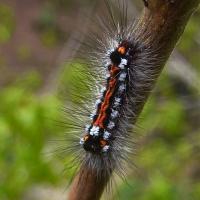 Yellowtail moth caterpillar