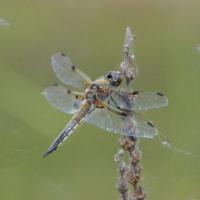 Four Spotted Chaser, Wood Meadow Trust, 13 June 23