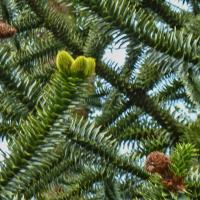 Chilean Pine With Cones