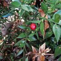 Old Fruit And New On Ruscus Sp