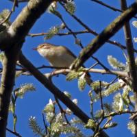 Chiffchaff In Willow, 7th April