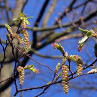Hornbeam Catkins, Male and Female, 7th April