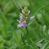 Common Spotted Orchid, Allerthorpe Common, 6 June 23