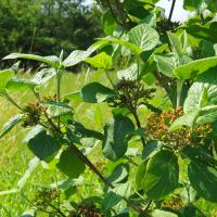 Viburnum lantana, Wood Meadow Trust, 6 June 23