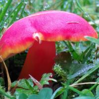 Scarlet Waxcap, St Chad's, 2021