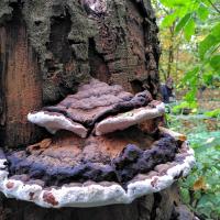 A large Ganoderma, St Chad's, 2021