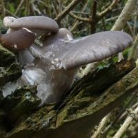 Oyster Mushroom, Rodley Nature Reserve, 9th November 2021