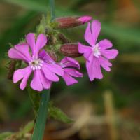 Red Campion, Rodley Nature Reserve, 9th November 2021