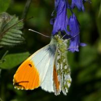Orange Tip Butterfly, Rougemont Carr, 10th May 2022