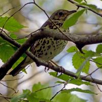 Song Thrush, Rougemont, 10th may 2022