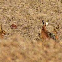 Frolicking Hares