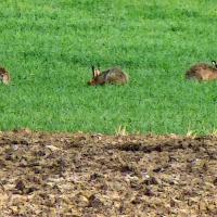 Three Hares