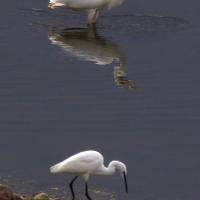 Great White Egret And Little Egret