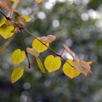 Katsura Tree Leaves