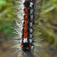 ellowtail Moth Caterpillar