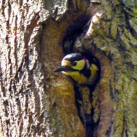 Great Spotted Woodpecker Emerging From Nest Hole