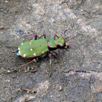 Green Tiger Beetle, Brockadale, 9th May 2023