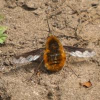 Dark-edged Bee-fly, Brockadale, 9th May 2023