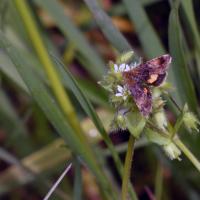Small Yellow Underwing, Brockadale, 9th May 2023