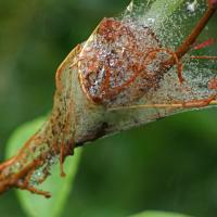 Bird-cherry Ermine Moth Caterpillar Web, Salt Lake Quarry YWT, 27th June 2023