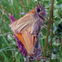 Mating Small Skippers