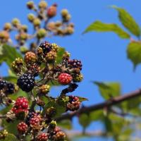 Blackberries, 15th August 2023, Ledsham Bank