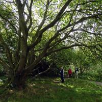 Majestic Tree, Otley Chevin, 22nd August 2023