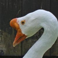 Chinese White Goose