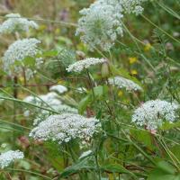 wild carrot at Hirst Wood Community Garden