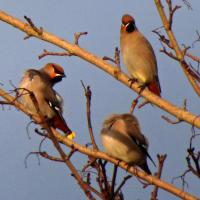 Waxwings 12th February