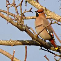 Waxwing 12th February