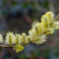 Willow Catkins