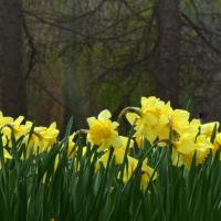 Daffodils, 31st March 2020