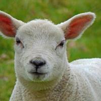 Lamb, 31st March 2020