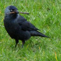 Jackdaw, 31st March 2020