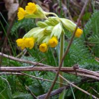 Cowslips, 31st March 2020