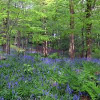 Bluebells In Dawson Wood, 2nd May