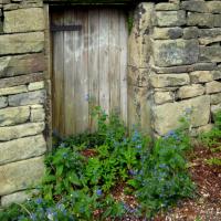 Garden Door On Footpath With Green Alkanet