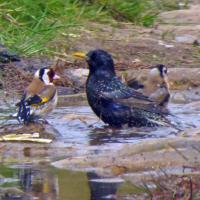 Starling and Goldfinch, Baildon 19th May
