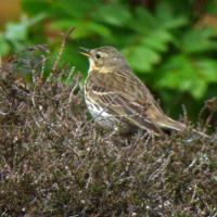 Meadow Pipit, Baildon, 19th May