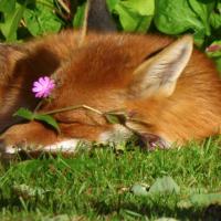 Fox With Red Campion On Nose, 25th May