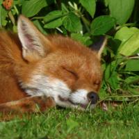 Sleeping Fox, 25th May