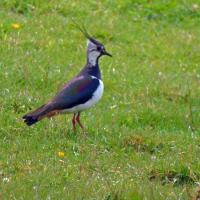 Lapwing, 6th June