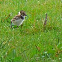 Lapwing Chick, 6th June