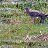 Curlew, 6th June