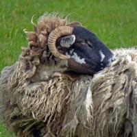 Sheep, 6th June