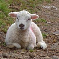 Lamb, 6th June