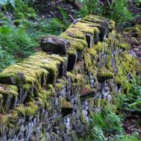 Mossy Wall, 6th June